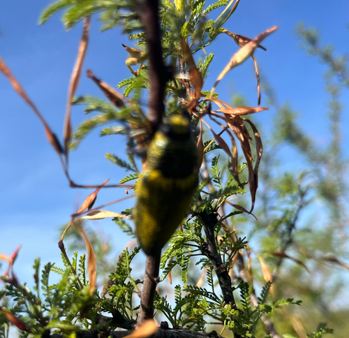 Gyascutus caelatus