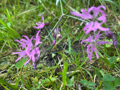 ragged-robin