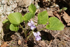 Viola collina