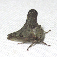 Glossonotus acuminatus