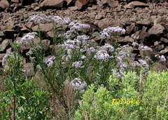 Campovassouria cruciata