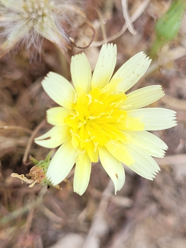 Malacothrix glabrata, 2026-07-12