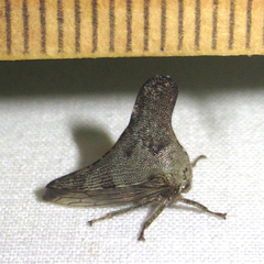 Glossonotus acuminatus