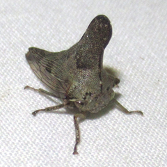 Glossonotus acuminatus