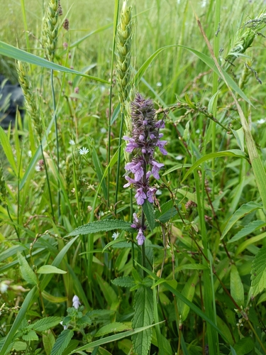 Marsh Woundwort