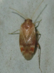 Hamatophylus guttulosus