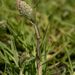 Crypsis schoenoides - Photo Stephen Laymon, Bureau of Land Management, sem restrições de direitos de autor conhecidas (domínio público)