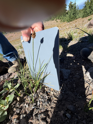 Carex breweri observed 2026-07-23