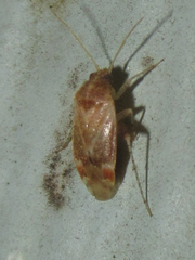 Hamatophylus guttulosus