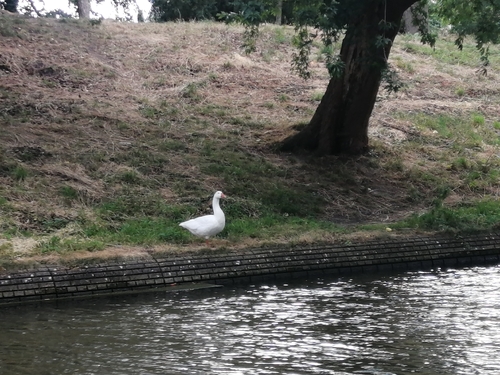 iNaturalist: (c) BirdNerding, some rights reserved (CC BY-NC), uploaded by BirdNerding iNaturalist image