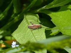 Omocestus