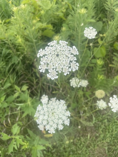 wild carrot