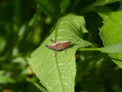 Omocestus