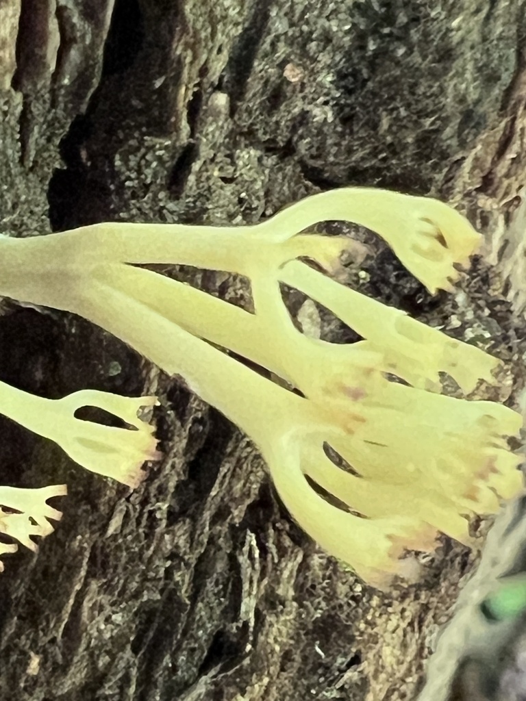 crown-tipped coral fungus · July 2026 · photo: Photo: (c) Mark Richman, some rights reserved (CC BY) · iNaturalist