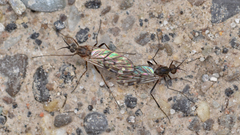 Anisopodidae