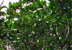 Ternstroemia