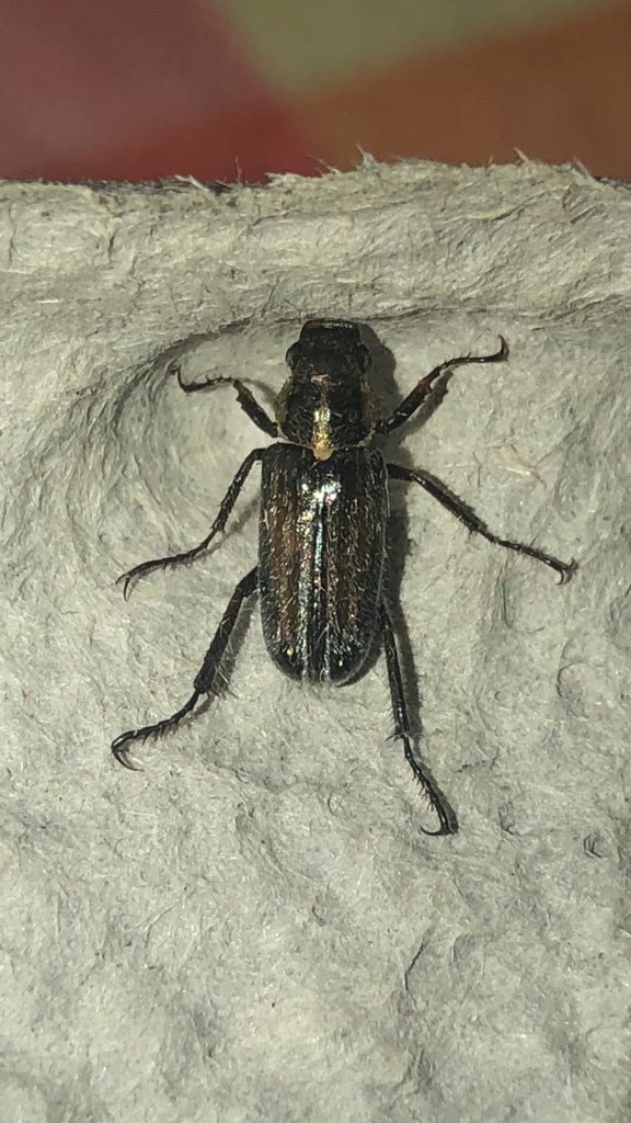 Dichelonyx pusillus