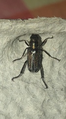Dichelonyx pusilla