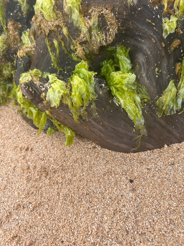 Ulva lactuca observed 2026-06-14