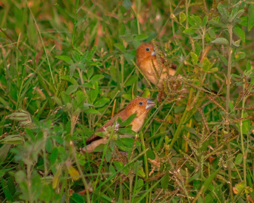 African Silverbill