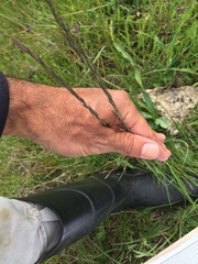 Festuca idahoensis