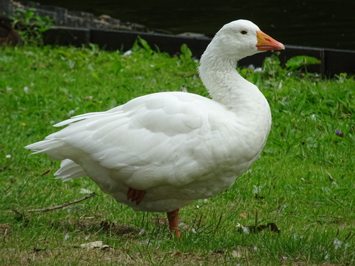 iNaturalist image