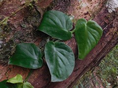 Monstera acuminata