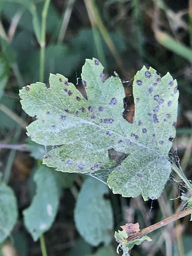 Diplocarpon mespili observed 2026-07-23
