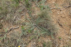 Rhaponticoides taliewii