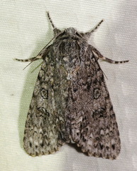 Acronicta impleta
