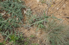 Rhaponticoides taliewii