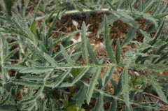 Rhaponticoides taliewii