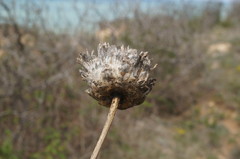 Rhaponticoides taliewii