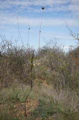 Rhaponticoides taliewii