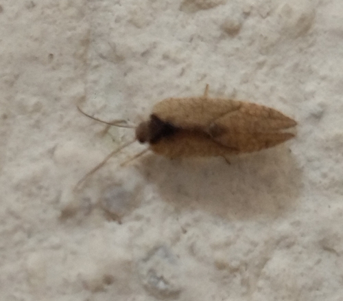 Crisopa parda
