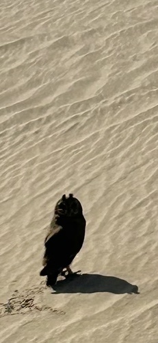 iNaturalist image