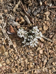 Noccaea fendleri
