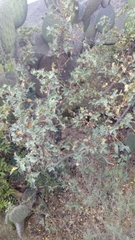 Berberis trifolia