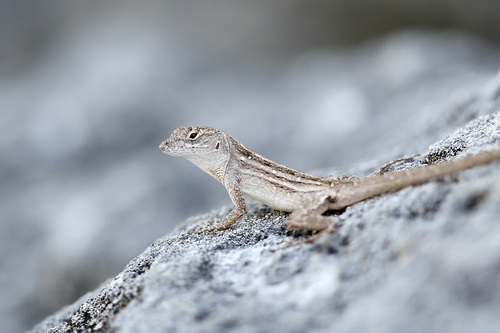 Cayo Negro