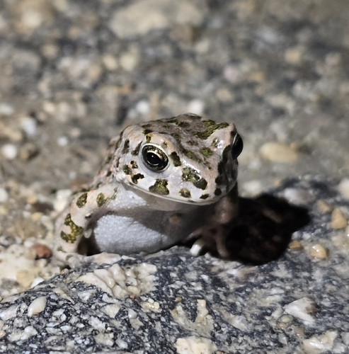 Balearic Green Toad