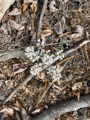 Noccaea fendleri