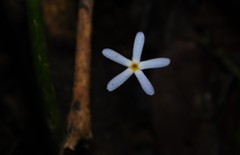 Voyria tenella