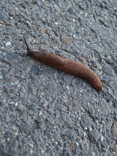 Spanish Slug