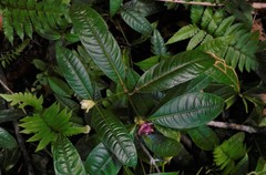 Palicourea glomerulata