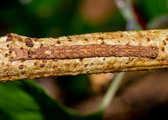 Poaphilini