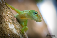 Anolis marmoratus