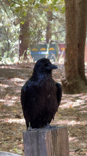 iNaturalist observation photo of Common Raven