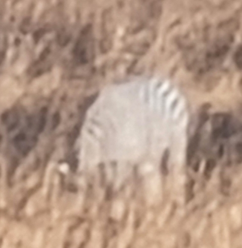Plains Zebra