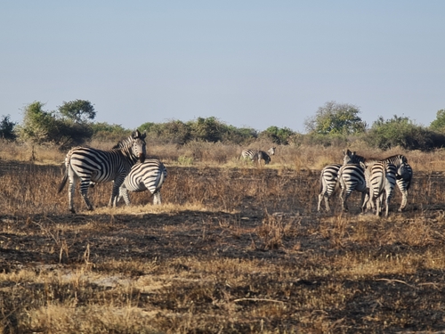 Chapman's Zebra