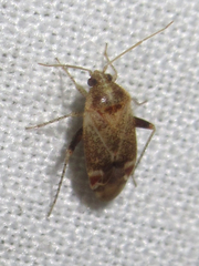 Hamatophylus guttulosus